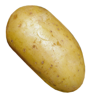 aardappel